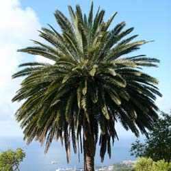 Palmera Canaria